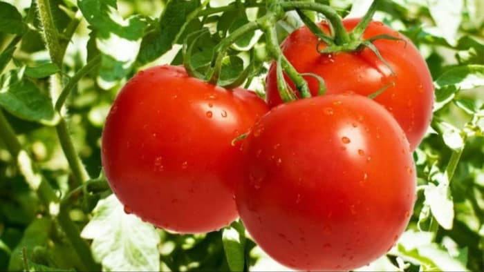 टमाटर की खेती