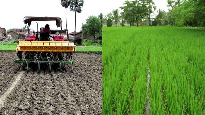 धान की सीधी बुवाई (सांकेतिक तस्वीर)