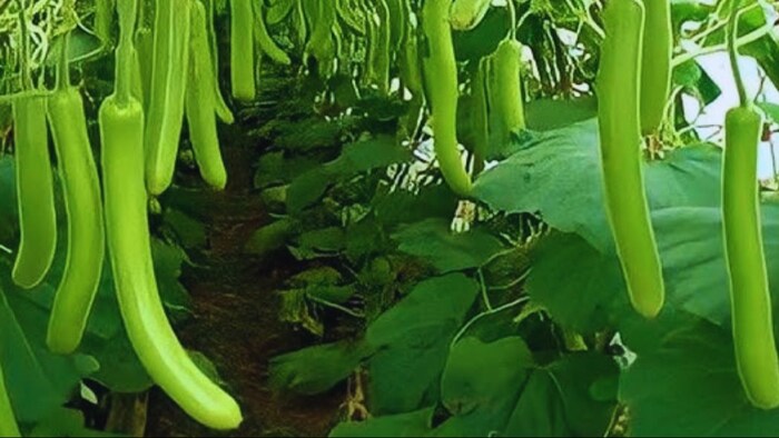 लौकी का बीज