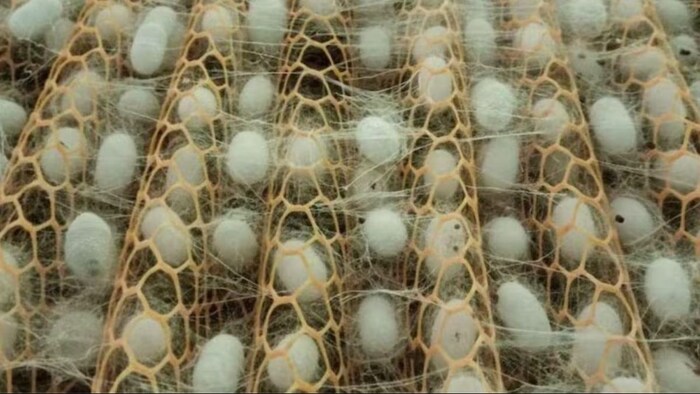 कब होगी सिल्क की कीमत में बढ़ोतरी. (सांकेतिक फोटो)