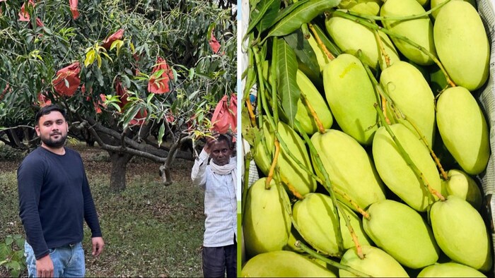 इजरायली तकनीक से उगाया गया आम 15 से 20 दिन तक चल सकता है. (Photo-Kisan Tak)