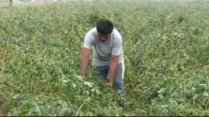 बारिश में फसल हुई खराब