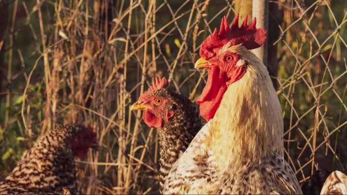 मुर्गीपालन किसानों की आय का प्रमुख जरिया