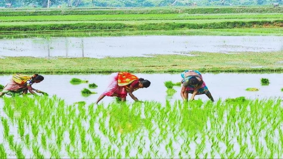Summer Crops Area: चावल, दाल और मोटे अनाजों की बुवाई में उछाल, तिलहन ने किया निराश  Summer Crops Area: चावल, दाल और मोटे अनाजों की बुवाई में उछाल, तिलहन ने किया निराश