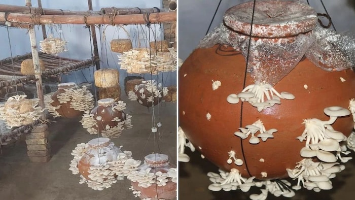 मटके में करें मशरूम उत्पादन