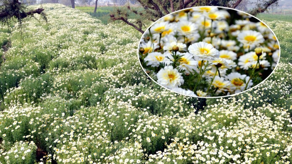 Flower Farming: सीवेज के पानी से फूलों की खेती कर अपनी आय बढ़ा रहे किसान, जानिए खेती का उन्नत तरीका Flower Farming: सीवेज के पानी से फूलों की खेती कर अपनी आय बढ़ा रहे किसान, जानिए खेती का उन्नत तरीका