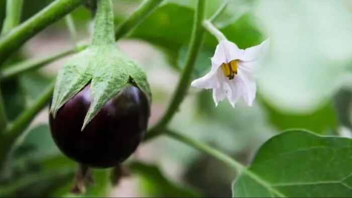 बैंगन की खेती