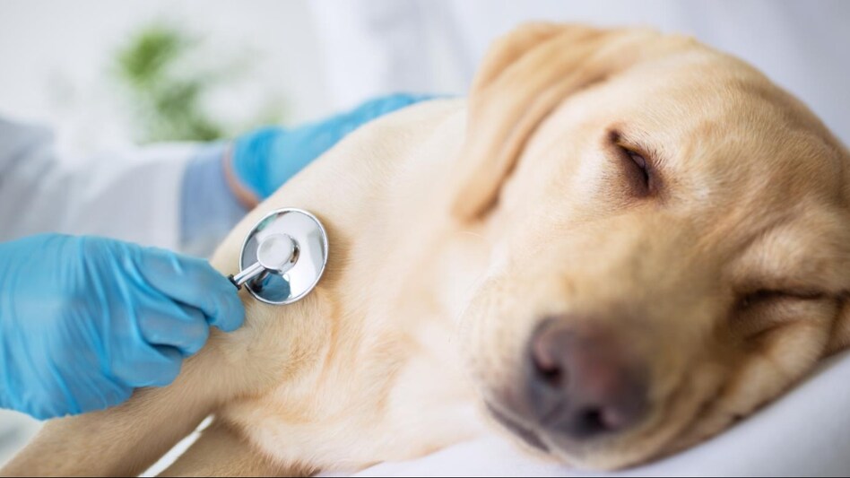 Heart attack in animals : इंसान ही नहीं पशुओं में भी बढ़ रहे हैं तेजी से हार्ट अटैक के मामले, एक्सपर्ट से जानें बचाव के उपाय Heart attack in animals : इंसान ही नहीं पशुओं में भी बढ़ रहे हैं तेजी से हार्ट अटैक के मामले, एक्सपर्ट से जानें बचाव के उपाय