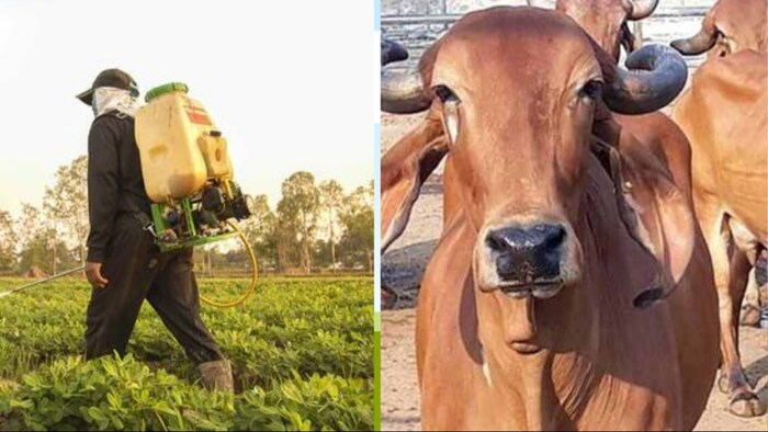 इसके डिजाइन का पेटेंट भारतीय पेटेंट कार्यालय से भी ग्रांट हो चुका है. (Photo-Kisan Tak)