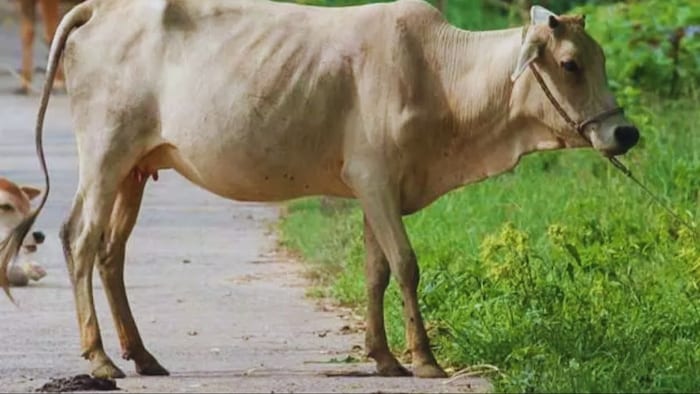 पशुओं के पेट में कीड़े की बीमारी