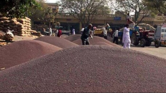 हरियाणा में सरसों की खरीद रोकी गई. (सांकेतिक फोटो)