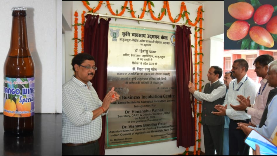 Mango Export: आम के निर्यात को बढ़ाने के लिए CISH ने तैयार की खास तकनीक, 35 दिनों तक बढ़ जाएगी फल की शेल्फ लाइफ Mango Export: आम के निर्यात को बढ़ाने के लिए CISH ने तैयार की खास तकनीक, 35 दिनों तक बढ़ जाएगी फल की शेल्फ लाइफ