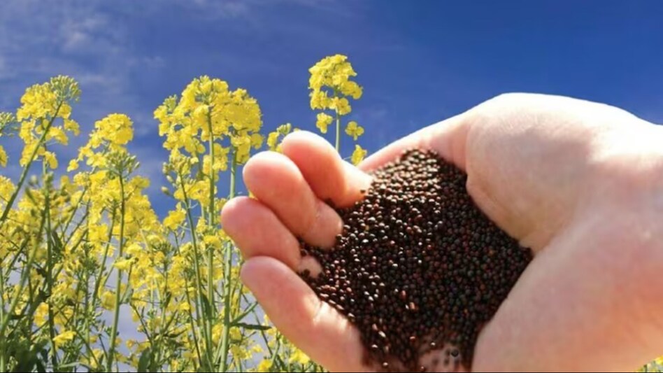 Mustard crop: गेहूं की खेती करने वाले किसान अब सरसों की खेती में हो रहे है शिफ्ट, 8 गुना तक मिल रहा है मुनाफा Mustard crop: गेहूं की खेती करने वाले किसान अब सरसों की खेती में हो रहे है शिफ्ट, 8 गुना तक मिल रहा है मुनाफा