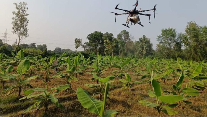 अल नीनो की गर्मी केले की फसल के लिए मुसीबत