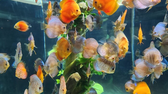 सजावटी मछलियां (फाइल फोटो)