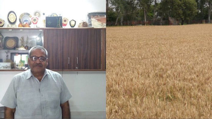 सफल किसान सुधीर अग्रवाल गेहू का लिया बंपर उत्पादन