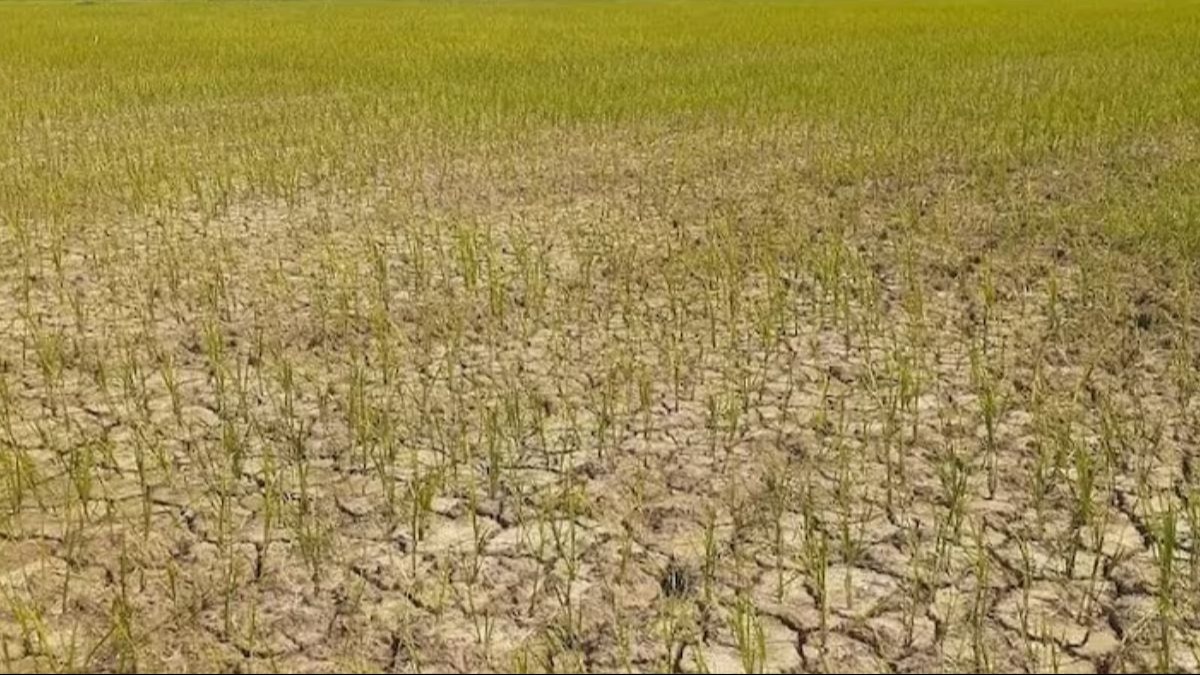 तेलंगाना में 4 मीटर नीचे गिरा भूजल स्तर, पानी के अभाव में 20 लाख एकड़ में लगी फसल हुई बर्बाद