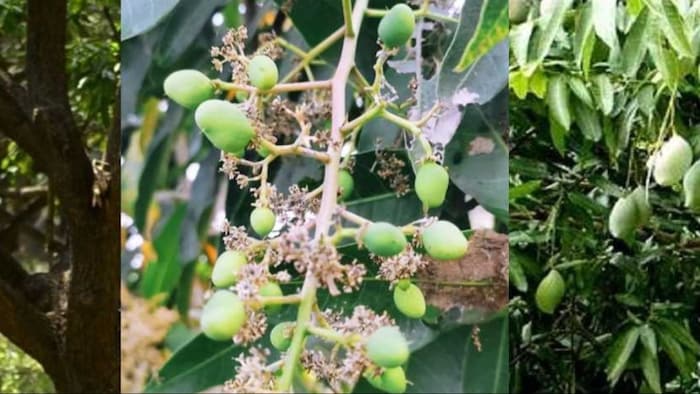 आम के फलों पर इन कीटों का हो सकता है आक्रमण