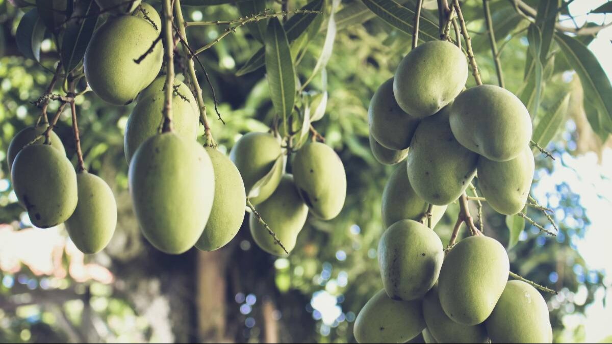 गुजरात के आम किसानों में भारी बेचैनी, मौसम विभाग ने जारी की है ये बड़ी चेतावनी