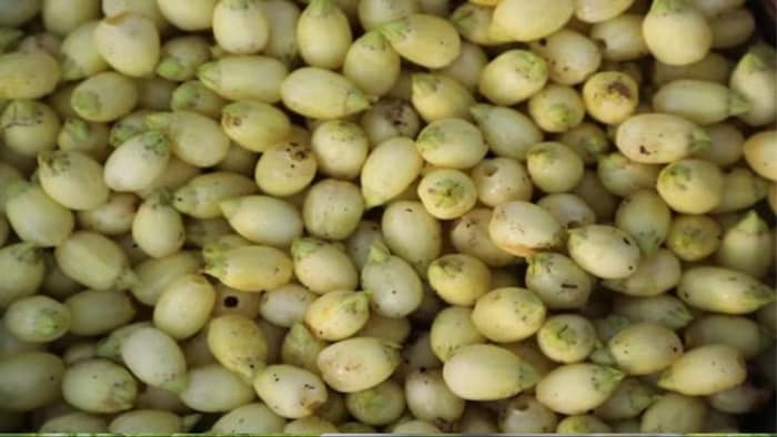 महुआ के उत्पादन में आई गिरावट