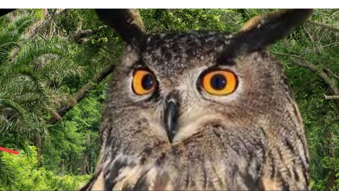 किसानों का मददगार उल्लू