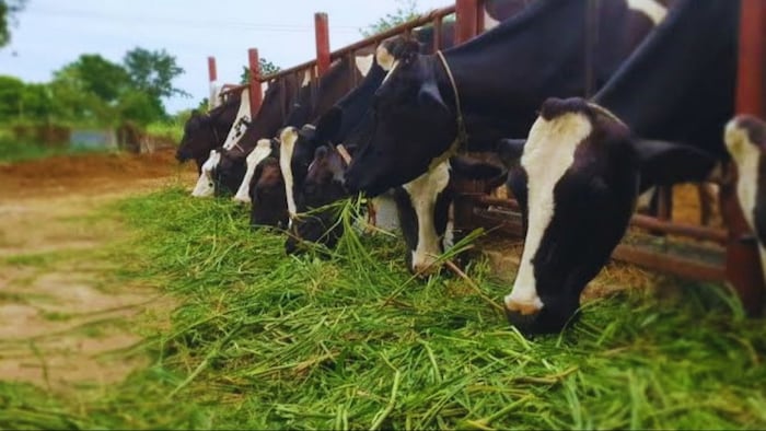 पशुओं को कब दें आहार