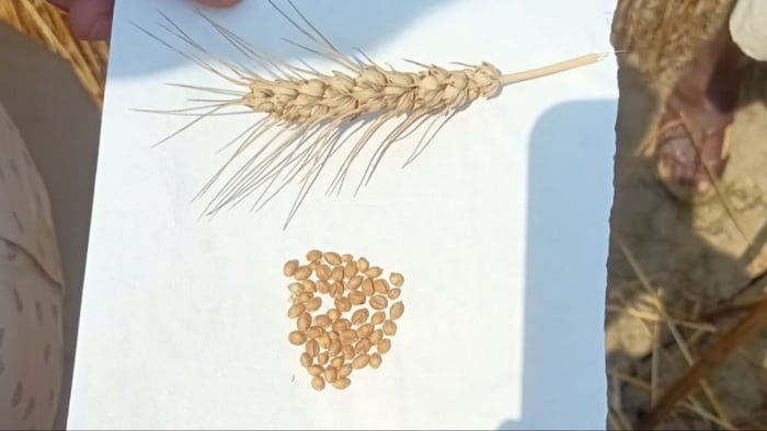 सोना मोती गेहूं कराएगी किसानों को अच्छी कमाई