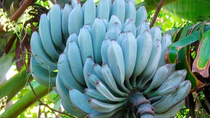 इंटरनेट पर छाया वनिला आइसक्रीम के स्वाद जैसा नीला केला