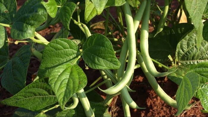 खरीदें फ्रेंचबीन के बीज