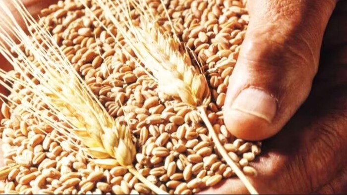 गेहूं की इस किस्म से किसानों को मिलता है अच्छा उत्पादन