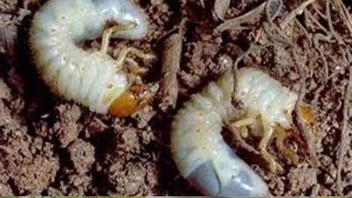 जानिए कैसे सफ़ेद लट कीट से फसल को बचा सकते है