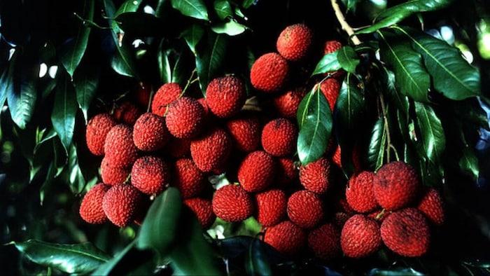 लीची में ये दो खाद डालना जरूरी