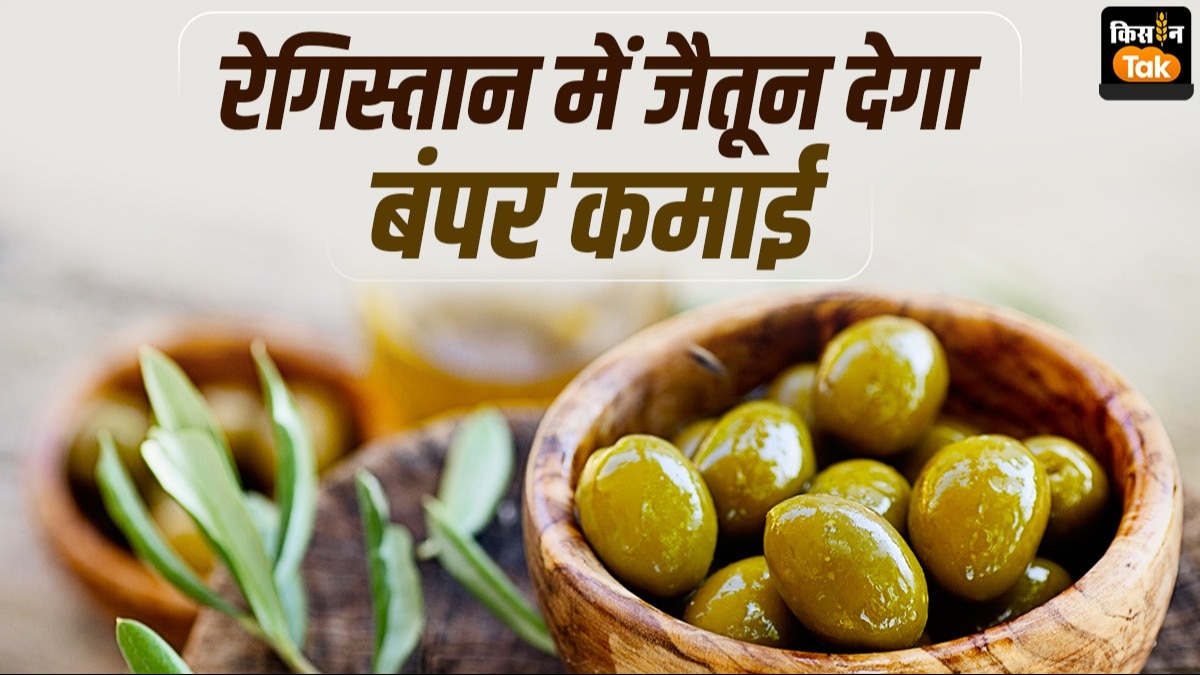 रेगिस्तान में जैतून की खेती