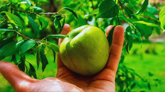 सेब की खेती