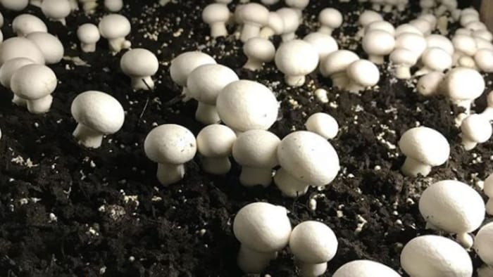 मशरूम की खेती में इस्तेमाल करें ये विधि