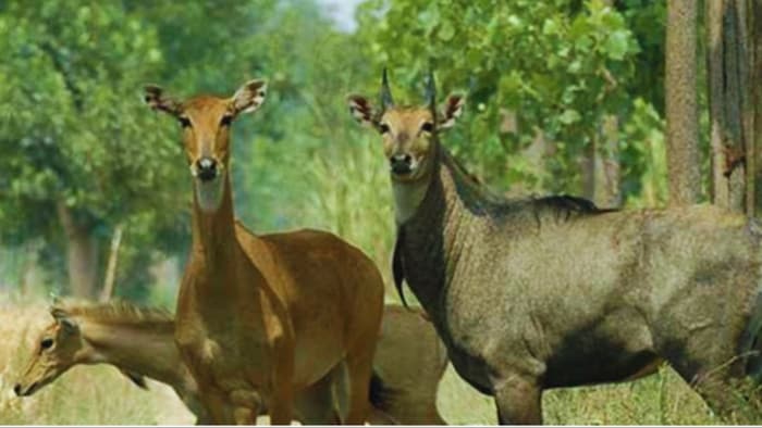 नीलगाय को भगाने का उपाय