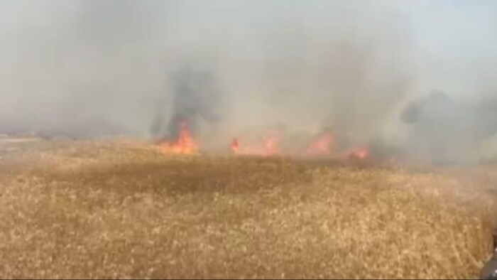 गेहूं की फसल में लगी आग