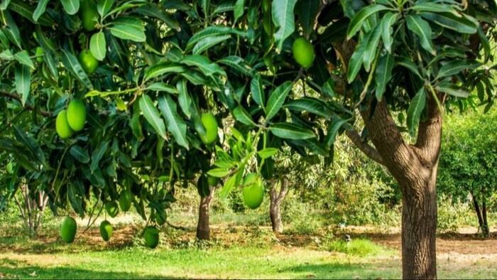 जानिए फल मक्खियां से कैसे बचा सकते हैं आम के बाग को