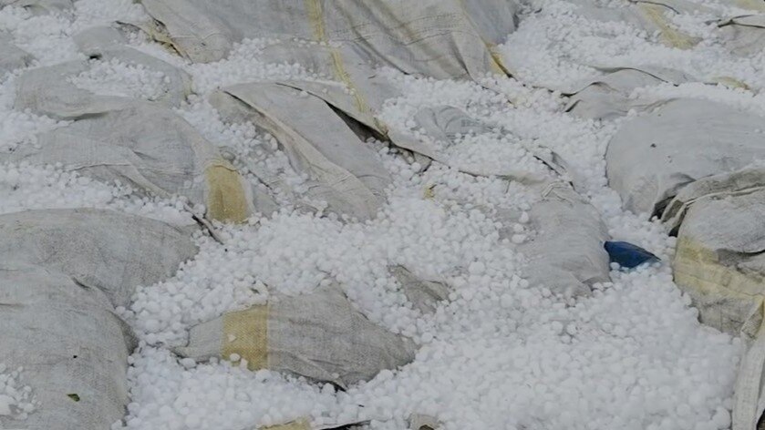 हरियाणा में ओलावृष्टि से  गेहूं को हुआ नुकसान