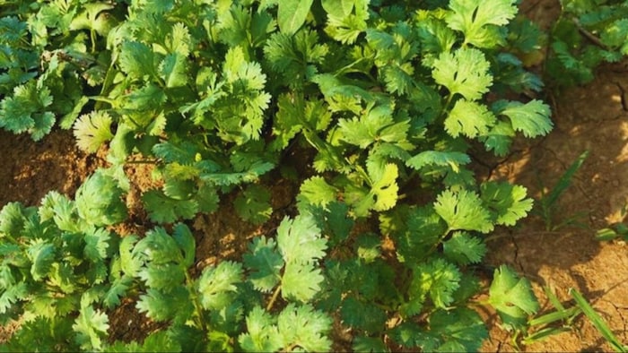 धनिये की खेती