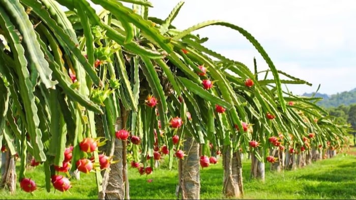 जानिए ड्रैगन फ्रूट की खेती के बारे में