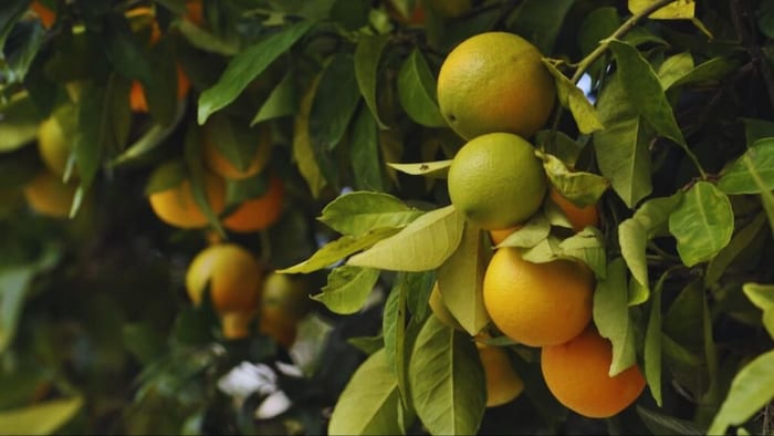 मौसंबी की खेती