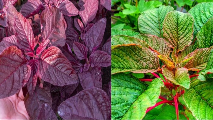 साग की खेती