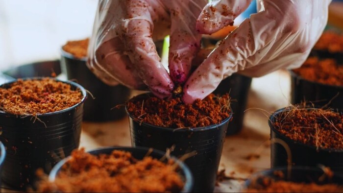 कोकोपीट खाद