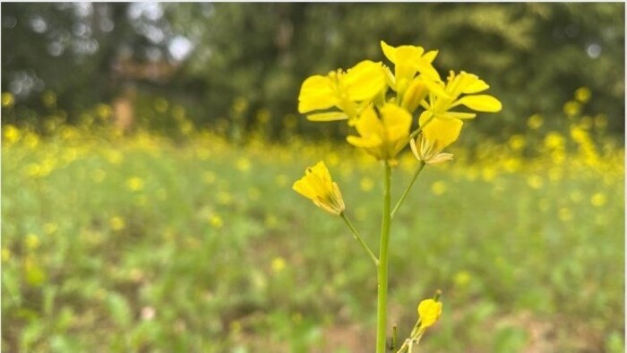 झारखंड में सरसों की खेती को मिलेगा बढ़ावा (सांकेतिक तस्वीर)