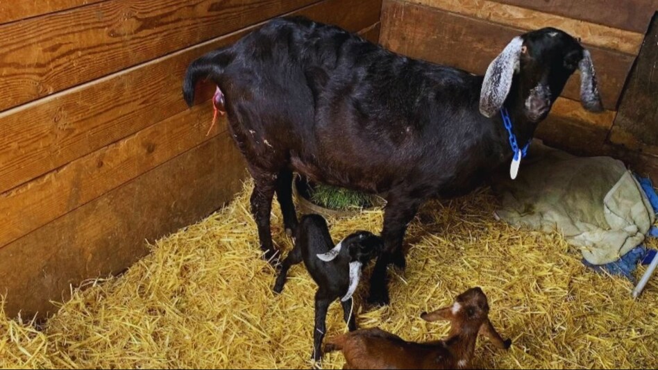 Goat Farming: एक्सपर्ट बोले बकरी के बच्चों को गर्मी में भी होता है निमोनिया, ऐसे करें बचाव  Goat Farming: एक्सपर्ट बोले बकरी के बच्चों को गर्मी में भी होता है निमोनिया, ऐसे करें बचाव