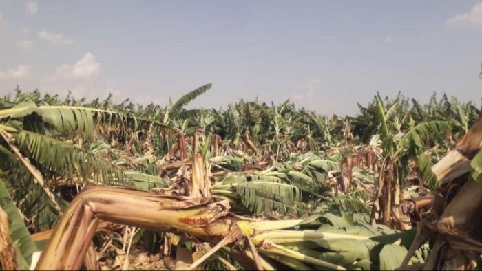 बारिश-आंधी से केले की फसलों को पहुंचा नुकसान. (सांकेतिक फोटो)