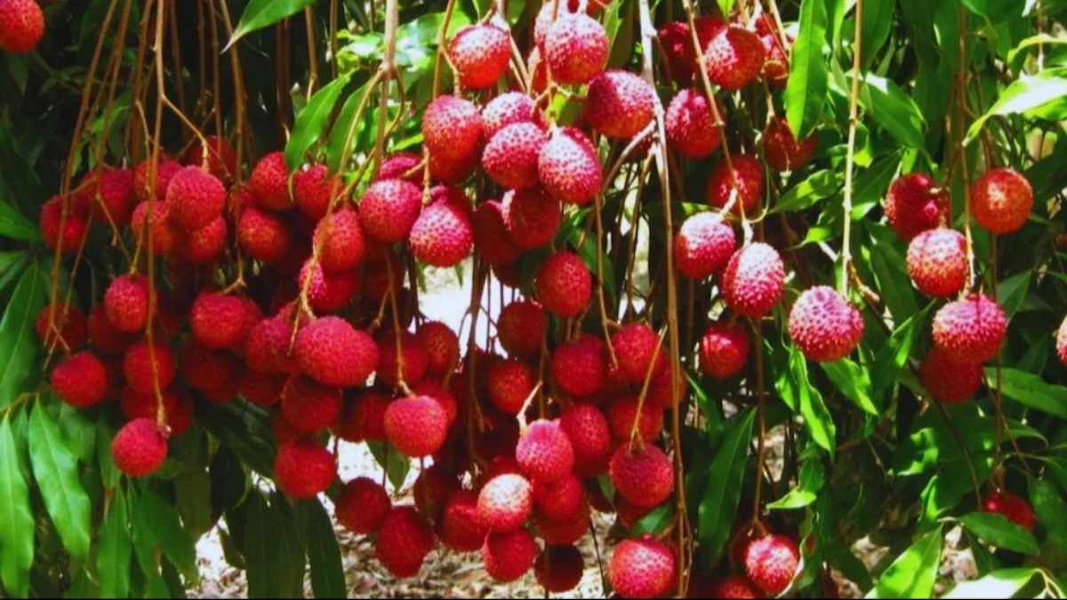 लीची की खेती