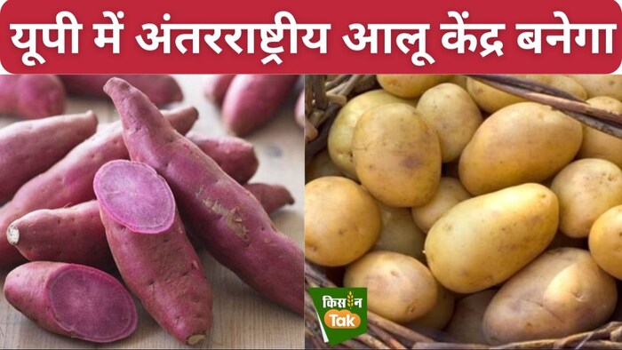 पेरू का CIP आलू और शकरकंद के विकास पर फोकस करने वाला प्रमुख वैश्विक अनुसंधान संगठन है.