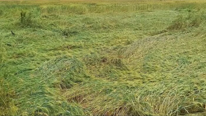 प्रधानमंत्री फसल बीमा योजना. (सांकेतिक फोटो)